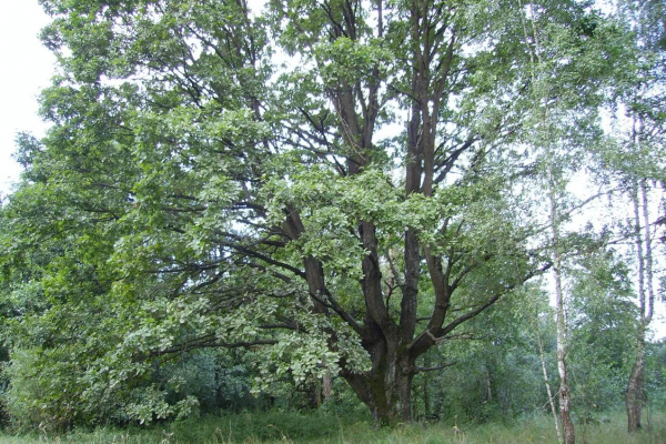 IMGP0014-1