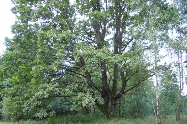 IMGP0014