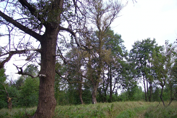 IMGP0015
