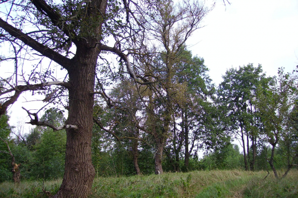 IMGP0015