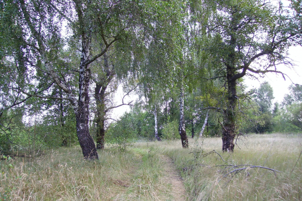 IMGP0016