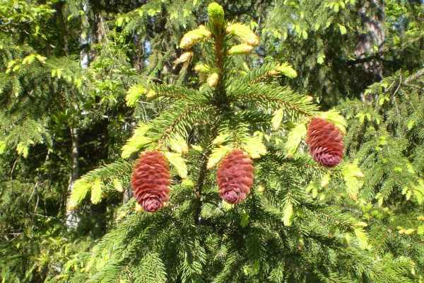 P5280015