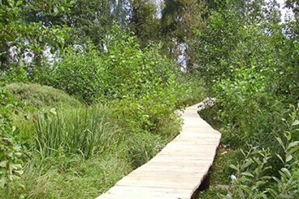 legnevka